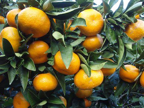 Satsuma -  Citrus unshiu