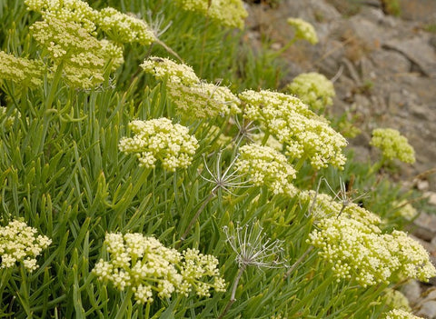 Sea Fennel - Rock Samphire - Crithmum maritimum