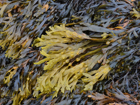 Seaweed Absolute - Bladderwrak - Fucus vesiculosus