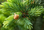 Siberian Fir Needle - Abies sibirica