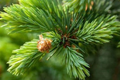 Siberian Fir Needle - Abies sibirica