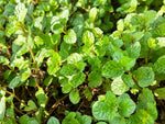 Spearmint Hydrosol - Mentha spicata