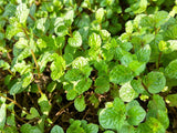 Spearmint Hydrosol - Mentha spicata (Copy)