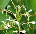Spiked Ginger Lily - Kapoor Kachri - Hedychium spicatum