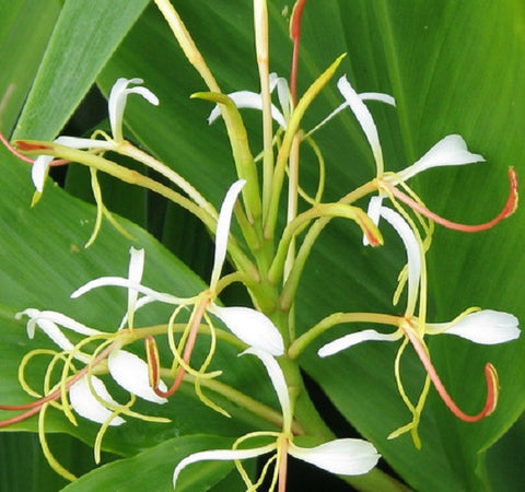 Spiked Ginger Lily - Kapoor Kachri - Hedychium spicatum