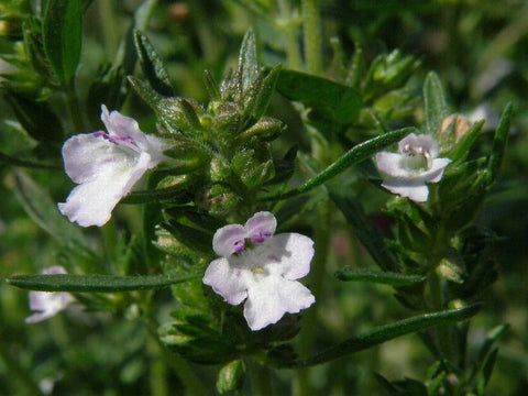 Summer Savoury - Hortensis - Satureja hortensis