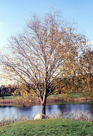 Sweet Birch - Betula lenta