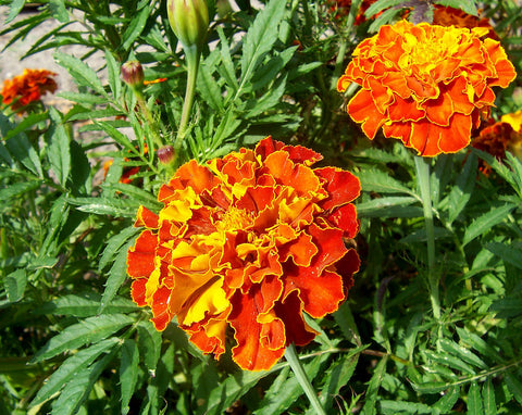 Zafari Absolute - Mexican Marigold - Tagetes minuta