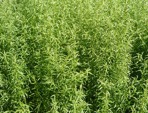 Tarragon - Artemisia dracunculus