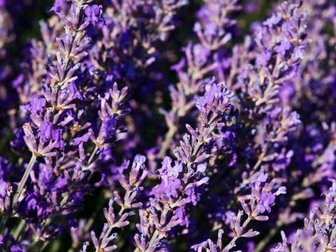 Tasmanian Lavender - Lavandula angustifolia