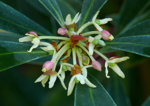 Tasmanian Pepper Absolute - Tasmannia lanceolata