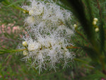 Tea-Tree and Juniper Foot Gel