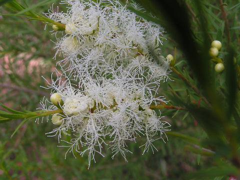 Tea-Tree Hydrosol - Melaleuca alternifolia