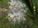 Tea-Tree - Melaleuca alternifolia