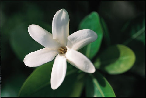 Tiaré - Tahitian Gardenia Absolute - Gardenia taitensis