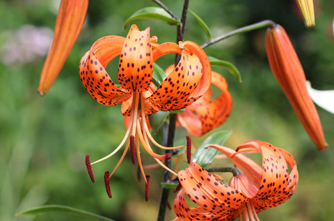 Tiger Lily Absolute - Lilium lancifolium