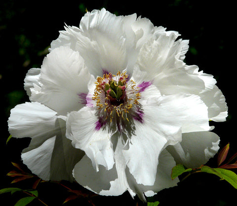 Peony - Tree Peony - Paeonia suffructicosa