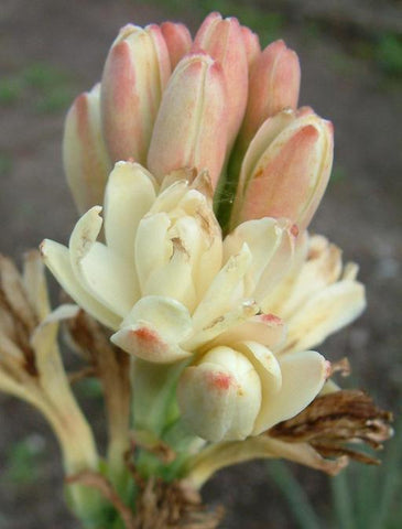 Tuberose Absolute - Night Queen - Polianthes tuberosa