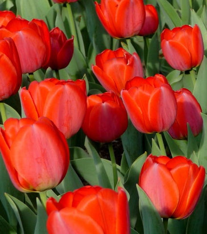 Tulip Absolute - Tulipa gesneriana
