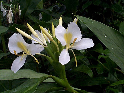 White Ginger Lily Absolute - Butterfly Lily Absolute  - Hedychium coronarium