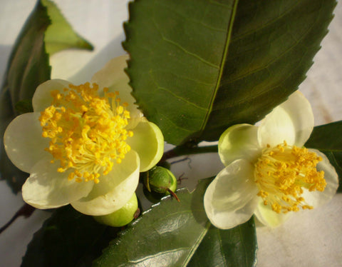Camellia (White) Absolute - Camellia sinensis