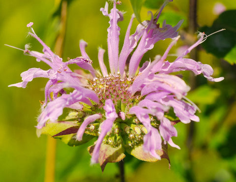 Bee Balm - Wild Bergamot - Monarda Fistulosa