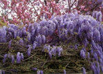 Wisteria - Organic  - Wisteria frutescens