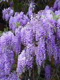 Wisteria - Organic  - Wisteria frutescens