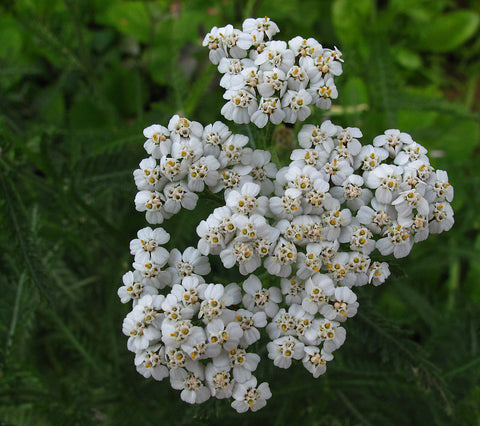 Yarrow Chamazulene Blue - Achillea millefolium