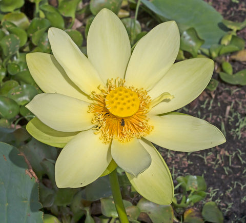 Yellow Lotus Flower Absolute - Nelumbo lutea