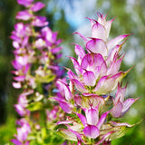 Clary Sage Hydrosol - Salvia sclarea