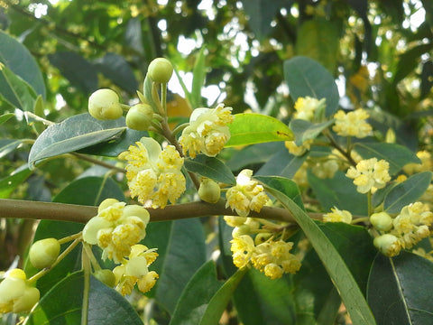 May Chang Oil - Litsea cubeba