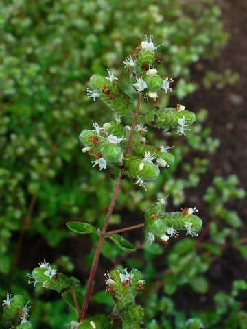 Marjoram Oil - Thymus mastichina