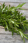 Rosemary - Rosmarinus officinalis