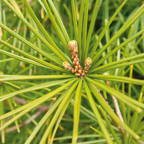 Pine Needle - Scots - Pinus sylvestris