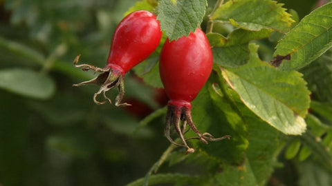 Rosehip Cream