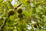 Kukui Nut Carrier Oil - Aleurites moluccana