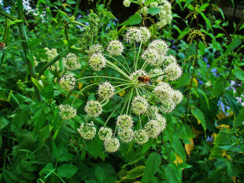 Angelica Root  - Angelica archangelica