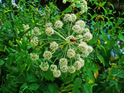 Angelica Root Blend