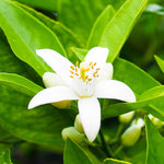 Neroli - Citrus aurantium