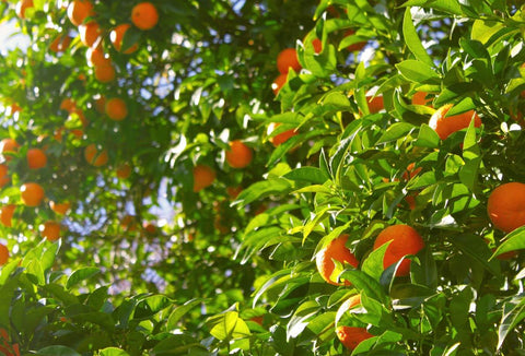 Petitgrain - Bitter Orange - Citrus aurantium amara