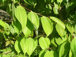 Cinnamon Leaf - Cinnamomum zeylanicum