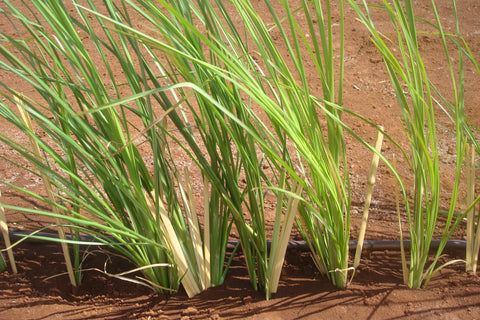 Vetiver - Khus - Vetiveria zizaniodes