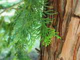 Cypress Hydrosol - Cupressus