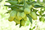 Jojoba Golden Carrier Oil - Simmondsia chinensis