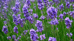 Lavender Fields Fragrance Oil