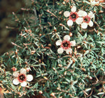 Tea-Tree Ultra Fine Vegetable Starch Powder