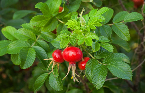 Rosehip Carrier Oil - Rosa canina