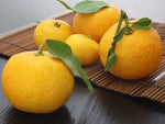 Yuzu - Citrus junos