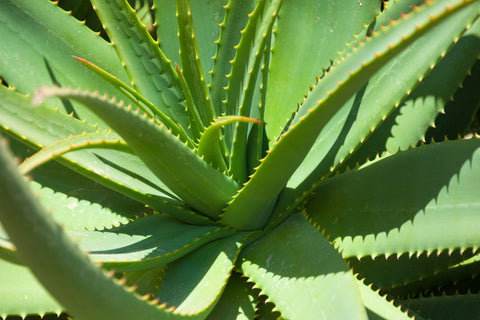 Aloe Vera Cream